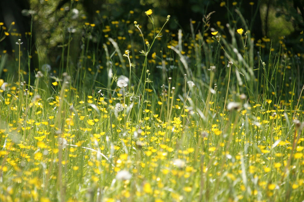 Hay Fever Relief from Revs Reflexology Shoes